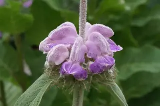 Phlomis cashmeriana