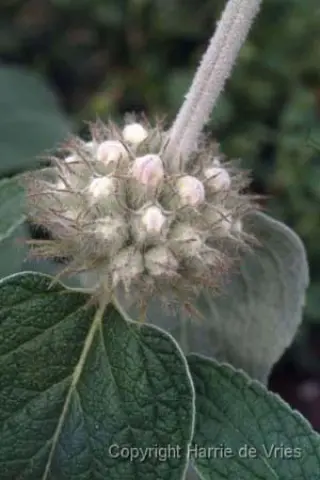 Phlomis cashmeriana