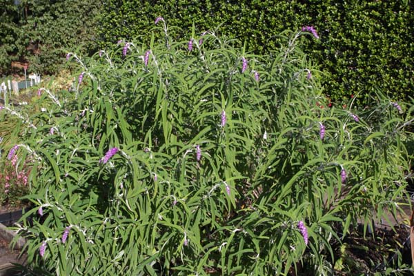 Salvia leucantha 'Purple Velvet'
