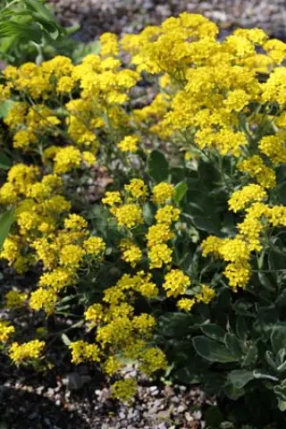 Alyssum saxatile subsp. arduini