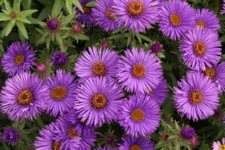 Aster novae-angliae 'Purple Dome'
