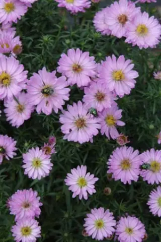 Aster 'Tina'