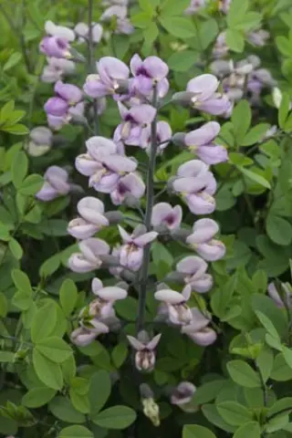 Baptisia australis 'Purple Smoke'
