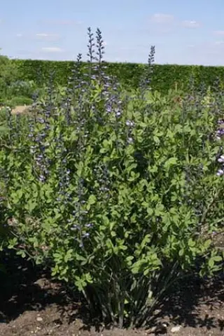 Baptisia australis 'Purple Smoke'