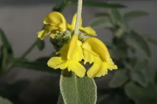 Phlomis crinita