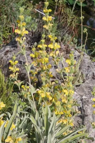 Phlomis crinita