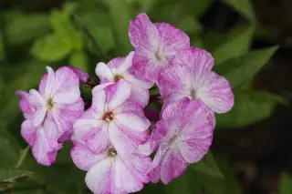 Phlox paniculata 'Freckle Blue Shades'