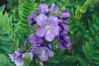 Polemonium 'Northern Lights'
