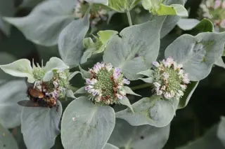 Pycnanthemum muticum