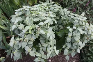 Pycnanthemum muticum