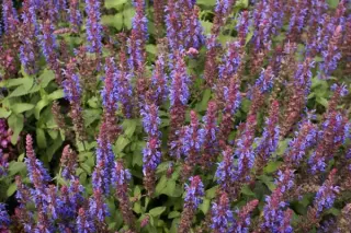Salvia nemorosa 'Sensat. Deep Blue'