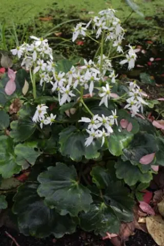 Saxifraga fortunei ex 'October Snow' (Groen-Bronskl. Blad)