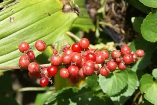 Smilacina racemosa (syn. Maianthemum racemosum)