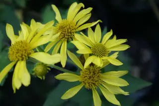 Verbesina helianthoides