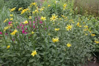 Verbesina helianthoides