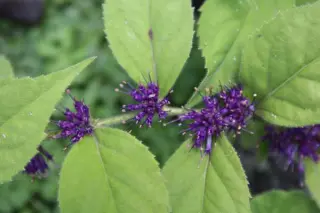 Veronicastrum villosulum