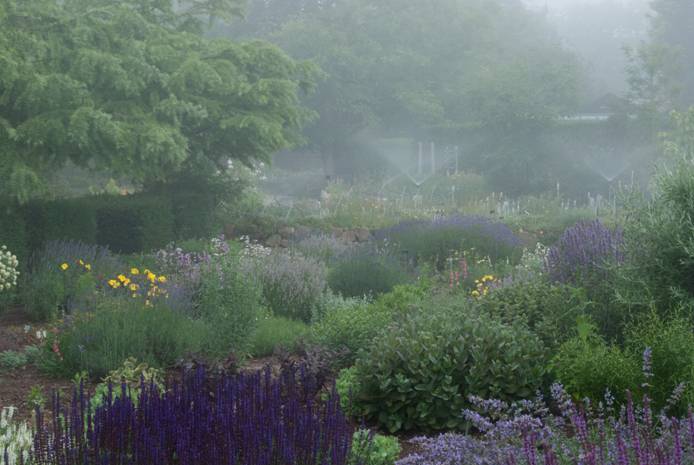 Imitatie lavendel Humaan Kwekerij De Hessenhof