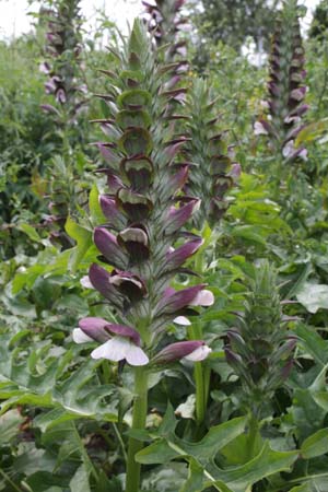 Acanthus hungaricus 'Alex'