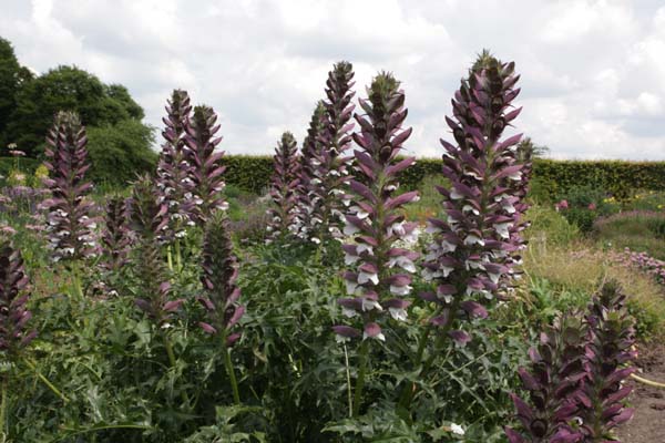 ACANTHUS spinosus 'Royal Haughty'