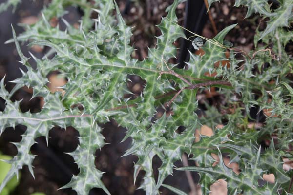 Acanthus spinosus 'Spinosissimus'