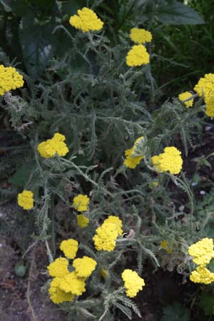 Achillea coarctata