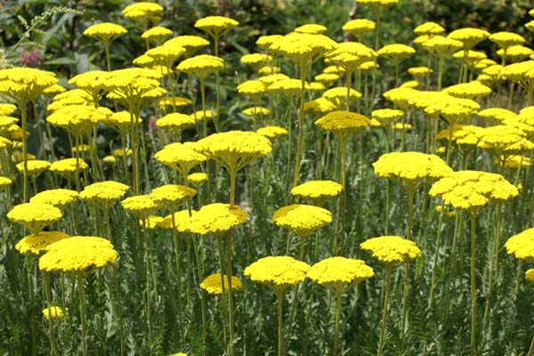 ACHILLEA filipendulina 'Parker's Variety'