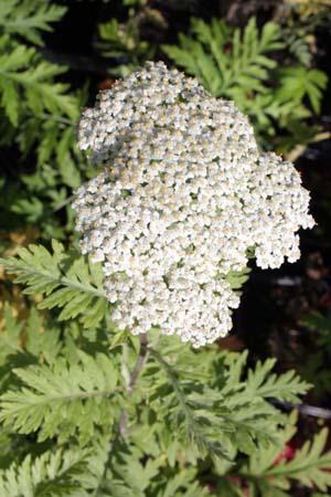 ACHILLEA grandifolia