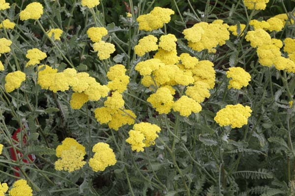 ACHILLEA 'Moonshine'