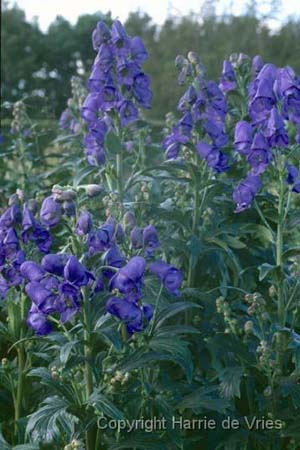 Aconitum