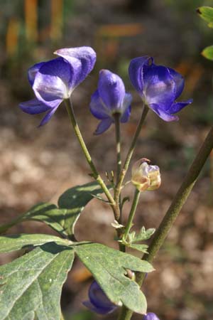 ACONITUM austroyunnanense