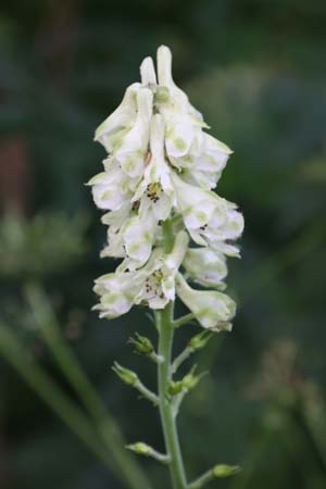 ACONITUM barbatum var. puberulum W/O/8019