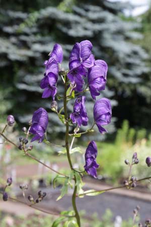 ACONITUM 'Blue Lagoon'