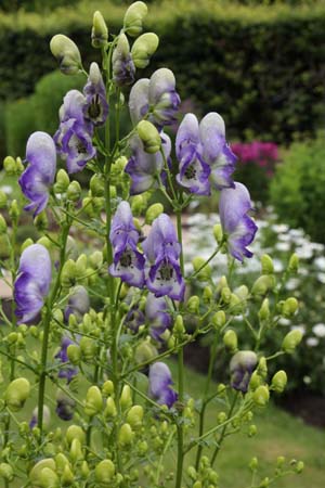 ACONITUM cammarum 'Bicolor'