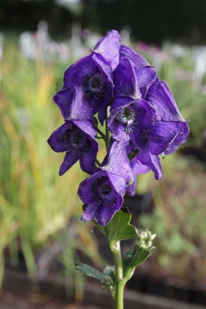 ACONITUM carmichaelii 'Barker's Variety'