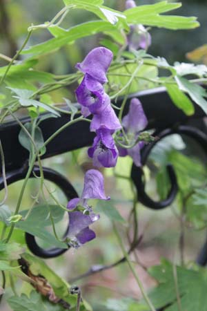 ACONITUM episcopale