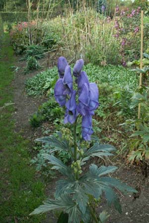ACONITUM ferox