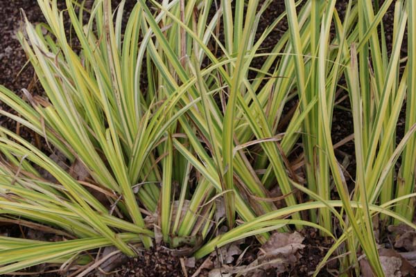 ACORUS gramineus 'Ogon'