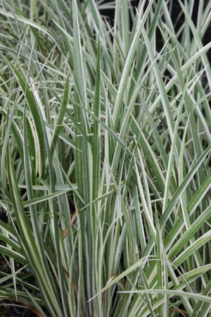Acorus gramineus 'Variegatus'