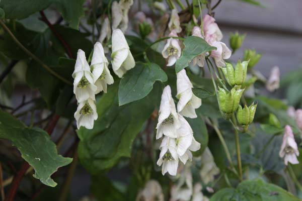 ACONITUM sp. HeHeHe 237