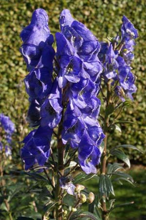 ACONITUM incisofidum