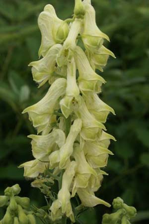 Aconitum krylovii