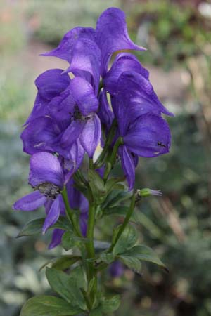 ACONITUM kusnezoffii