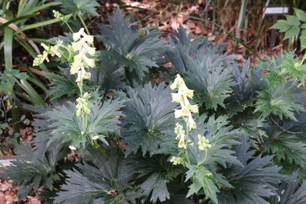 ACONITUM kyrilovii