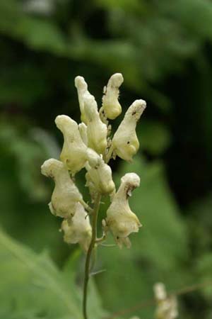 ACONITUM lamarckii (lycoctonum)