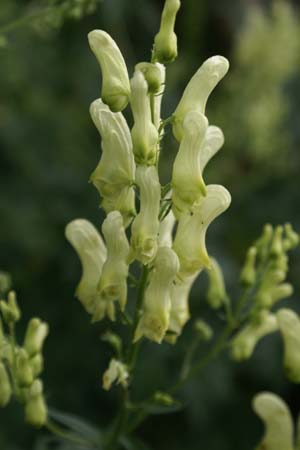 ACONITUM lycoctonum