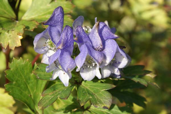 ACONITUM napiforme BSWJ943