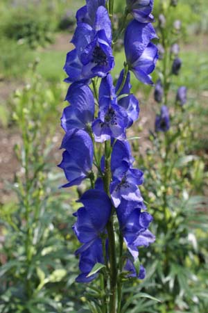 ACONITUM napellus 'Kleiner Ritter'