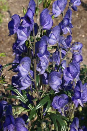 ACONITUM napellus 'Blue Valley'