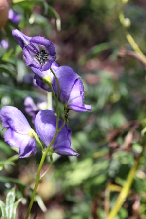 ACONITUM napellus 'Duitse vorm'