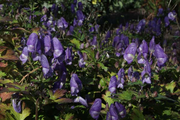 ACONITUM sp. Nepal B&SWJ 2954